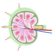© Aqua Art - Anatomy of a lymph node. Simplified scheme showing external and internal structure.