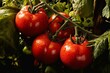 savoury ripe tomatoes in a beautiful garden. Generative AI