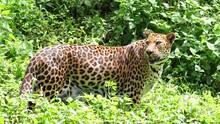 The Indochinese Leopard (Panthera Pardus Delacouri) Walk In A Tropical Nature