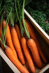 Poster - Fresh carrots in old box.