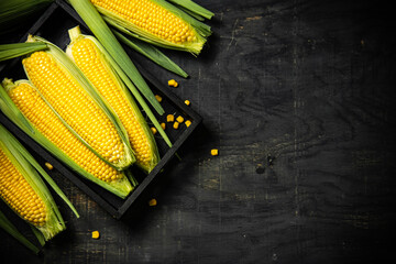 Poster - Fresh corn in black box.