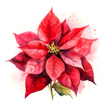 Beautiful Watercolour Depiction Of Festive Poinsettia Branch In Vibrant Red On White Background