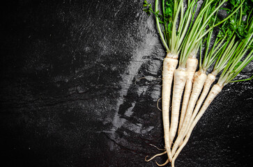 Canvas Print - Fresh parsley root .