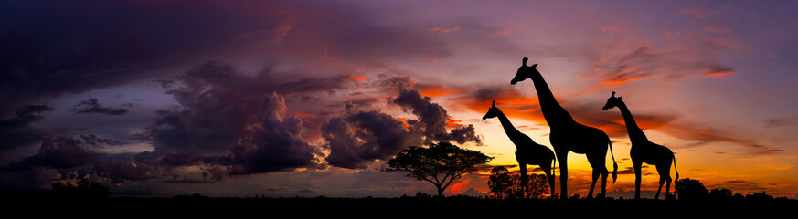 Wall Mural - panorama silhouette giraffe family and tree in africa with sunset.tree silhouetted against a setting
