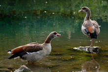 Egyptian Goose Standing On A Stone In A Lake In Its Natural Habitat, Alopochen Aegyptiaca