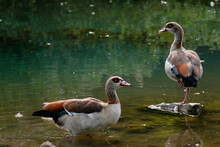 Egyptian Goose Standing On A Stone In A Lake In Its Natural Habitat, Alopochen Aegyptiaca