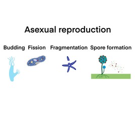 scientific designing of differences between sexual and asexual reproduction, asexual vs sexual cellu