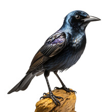 Common Grackle Isolate On White Background