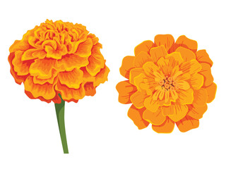 Wall Mural - Vector orange marigold flower isolated on white background