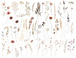 Watercolor brown, dark red and beige wildflowers and leaves isolated illustration, wedding element