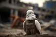 A white peace dove wearing military outfit. war and peace concept