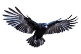 Painted raven bird in flight isolated on a transparent background, Generative AI