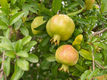 Pomegranates Ripening On A Tree In The Garden.
