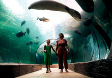 Mum And Daughter Holding Hands In Glass Tunnel Under Aquarium And Looking At Swimming Manatees