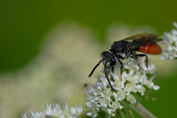 Wall Mural - Cylindromyia bicolor - Diptére