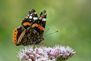 Canvas Print - Vulcain -Vanessa atalanta - lépidoptères