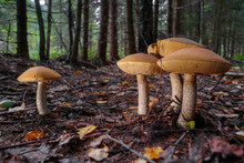 Edible Mushrooms Grow In The Forest.