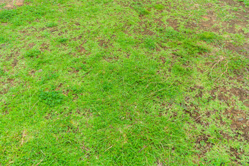 dead grass top view of the nature background. texture of green and brown patch. grass texture the la