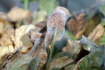 Wall Mural - Red spider mite (Tetranychus urticae) pest infestation on leaves of sugar beet.