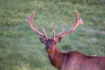 Wall Mural - Bull Elk portrait with green background