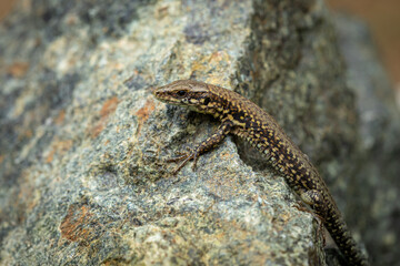 Wall Mural - European Wall Lizard on a Rock