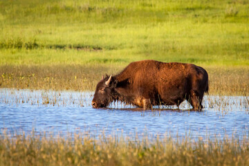 Wall Mural - young Bison wading in a pond
