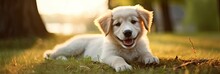 Cute Happy Puppy Dog On The Grass In The Park