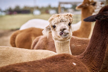 Farm Petting Zoo Llamas And Alpacas Cute Eating Hay Outdoors