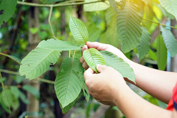 kratom is a medicinal plant. the scientific name is mitragyna speciosa (roxb.) korth. each variety i