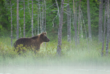 Wall Mural - Wild brown bear ( Ursus arctos )
