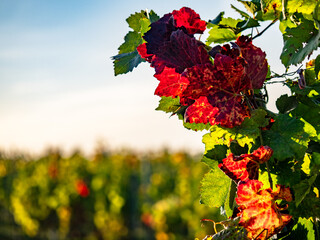 Poster - Herbstlich gefärbtes Weinlaub am Weinstock