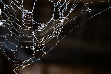 Wall Mural - spiderweb on a dark background