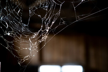 Wall Mural - spiderweb on a dark background