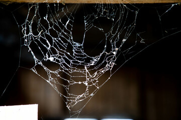Wall Mural - spiderweb on a dark background