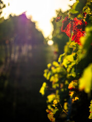 Poster - Herbstlich gefärbtes Weinlaub am Weinstock