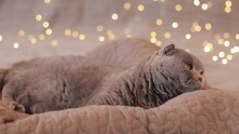 A Man's Hand Offers A Cat A Delicious Vitamin. British Cat In Bed Against The Background Of Garlands. A Beautiful Gray Shorthair Cat Rest On A Pillow. Pet And New Year Or Christmas