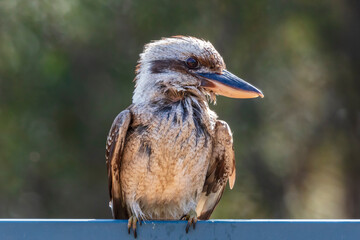 Photograph of a Kookaburra relaxing in the sunshine while sitting on a fence after taking a swim in a domestic swimming pool in the Blue Mountains in New South Wales in Australia.