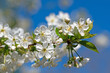 Blühende Sauerkirsche, Prunus cerasus, im Frühling