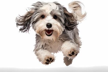 Havanese Jumping on White Background	