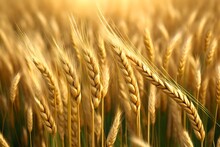 Ear Of Wheat Growing In Fiel