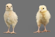 Chicks Baby Chicken  On Grey  Transparent  Background 