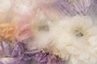 © Milou Dirks - abstract art background with frozen summer flowers in ice, milk and water