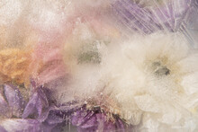 Abstract Art Background With Frozen Summer Flowers In Ice, Milk And Water