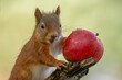 Adorable hungry little scottish red squirrel eating a red apple on the branch of a tree in the forest