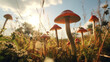 Full bloom mushrooms organic farm in the morning with sun rise. Created using generative AI.