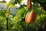 Ripe papaya hanging from a tree on a lush farm. Generative AI
