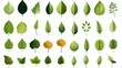 Beautiful Green Leaf Icons Leaves of Trees and Plants