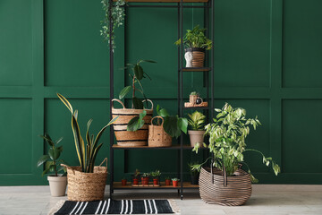 Wall Mural - Shelving unit with potted houseplants near green wall in room