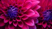 Magnificent Magenta Dahlia Flower In An Abstract Close-up With Beautiful Petals. This Dazzling, Lovely Flower, Which Is A Member Of The Daisy Family, Has A Gorgeous Spiral Or Circular Design In The Ar