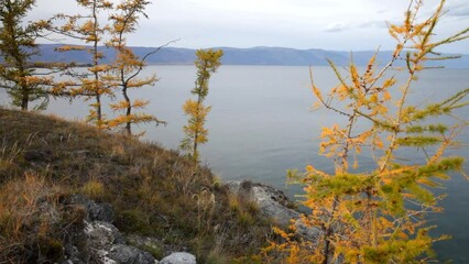 Wall Mural - video of baikal lake on october. olkhon island. autumn landscape with yellowed larch trees on backgr
